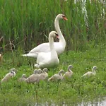 Obora 827 *