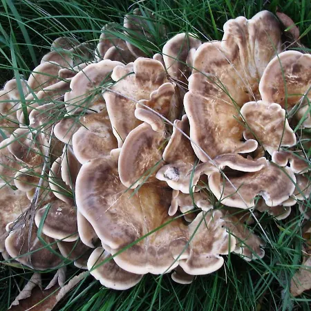 Villa Obora 827 Nova Bystrice