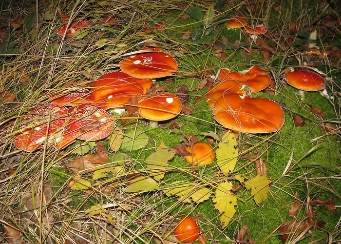 Obora 827